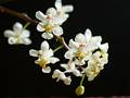 Trichocentrum stramineum * Trichocentrum stramineum 
  
Nombre comn: No conocido. 
  
Nombre Anterior: Oncidium stramineum
  Caractersticas distintivas: Planta relativamente pequea, de unos 20 cm de altura. Presenta hojas carnosas y anchas del tipo ?oreja de burro?, verde obscuro con un tono vino. La inflorescencia surge de la base del nuevo brote con unas 20 a 30 flores color marfil.  
  
Hbitat: Selvas tropicales.  
  
Distribucin: Puebla y Veracruz. Endmica de Mxico. 
  
Restricciones: Planta cada vez ms escasa. 
  
Cultivo: En un tronco no resinoso, (jacaranda, frutales, encino, palo dulce). Riego dos veces por semana, luz brillante (nunca sol directo), temperatura clida, humedad ambiental moderada y fertilizante foliar muy diludo (1 cucharadita por 4 litros de agua) cada 15 das. Dejar descansar a la planta disminuyendo los riegos entre diciembre y mayo. Planta difcil de cultivar. 
  
poca de floracin: Primavera.Rodrigo Remolina
 * 976 x 732 * (81KB)