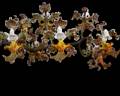 Trichocentrum wardianum * 
Diederick Antoni * 1000 x 800 * (320KB)
