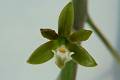 prosthechea cretacea- * 
Diederick Antoni * 1000 x 667 * (49KB)